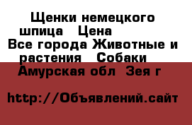 Щенки немецкого шпица › Цена ­ 20 000 - Все города Животные и растения » Собаки   . Амурская обл.,Зея г.